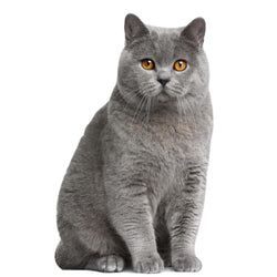 Cat Stand Ups – British Short Hair
