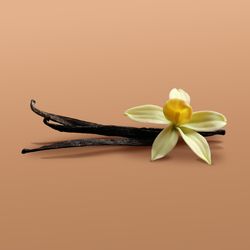 Sorte – Vanilla Almond