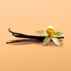 Sorte – Vanilla Cookie