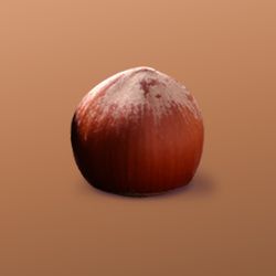 Sorte – Hazelnut Date