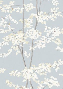 Color – Cirrus