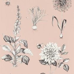 Color – Blush