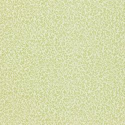 Color – Fennel