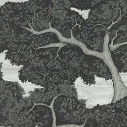 Color – Ebony/First Light