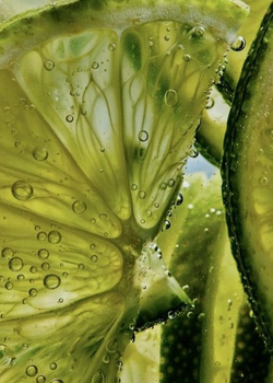 Scent – Garden of Earthly Delights
