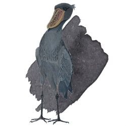 Ink Color – Shoebill Stork Grey