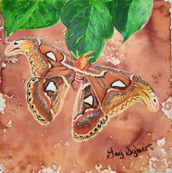 Atlas Moth Brown