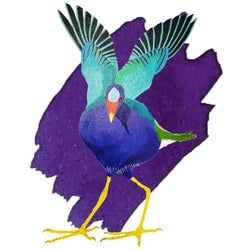 Gallinule Purple