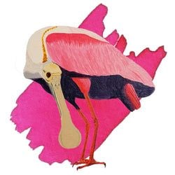 Ink Color – Roseate Spoonbill Pink