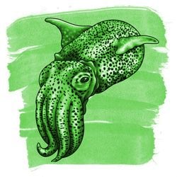 Bobtail Squid Green