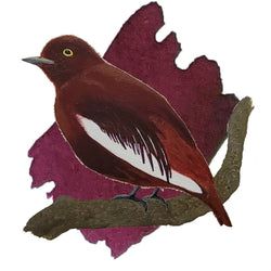 Pompadour Cotinga Burgundy