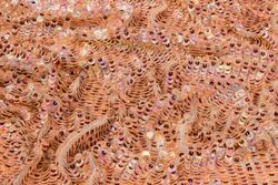 Color – Peach