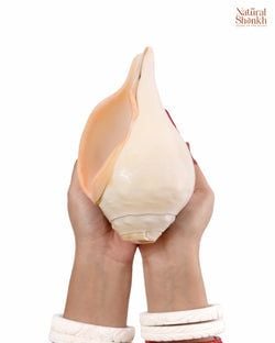Size – 11-12"