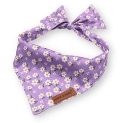 Purple Daisy