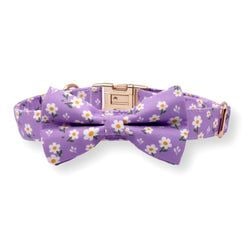 Purple Daisy