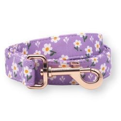 Purple Daisy