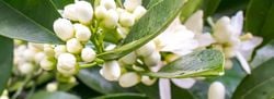 Natural Aroma – Neroli Geranium Grapefruit