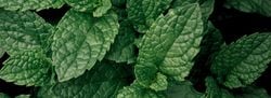 Natural Aroma – Cedar Mint
