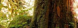 Natural Aroma – Cedar Atlas