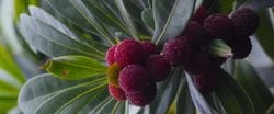 Natural Aroma – Bayberry Balsam - Limited Edition