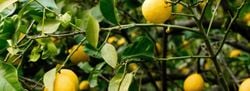 Natural Aroma – Lemon Vetiver