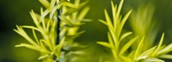Natural Aroma – Tea Tree