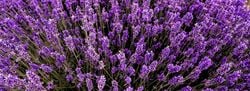 Natural Aroma – ClarySage Lavender