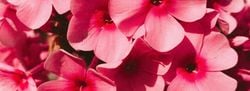 Natural Aroma – Rosy Geranium