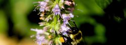 Natural Aroma – Patchouli Lime