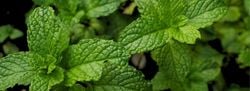 Natural Aroma – Yakima Mint BlackCurrant Vanilla