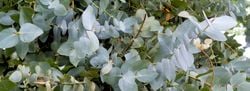 Natural Aroma – Eucalyptus
