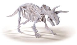 Tür – Triceratops