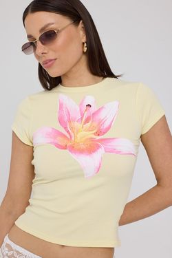 Rose Mallow