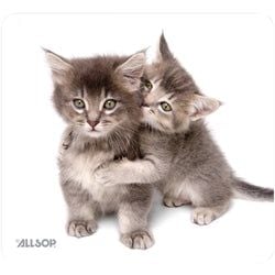 Style – Kittens
