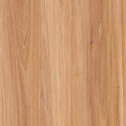Blackbutt