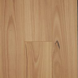 Blackbutt