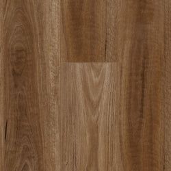 Spotted Gum