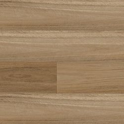 Northern Blackbutt