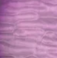 Twilight Purple